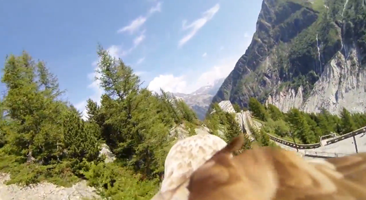 Eagle Soars Through Sky With GoPro Strapped To Its Back